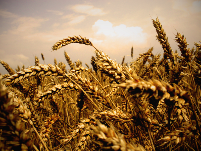 колосья, макро, пшеница, поле, природа, фото