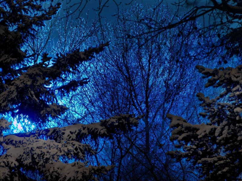 снег, природа, синее, деревья, хвойные, зима, ели, небо, вечер