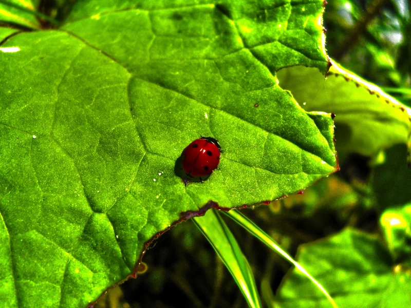 black, горошек, лист, насекомое, природа, red, зеленый, nature, красный, яркий, черный, leaf, божья коровка, green, ladybird, insect