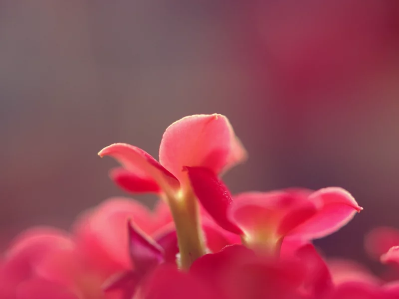 лепестки, flower, растение, фон, цветок, макро, однотонные