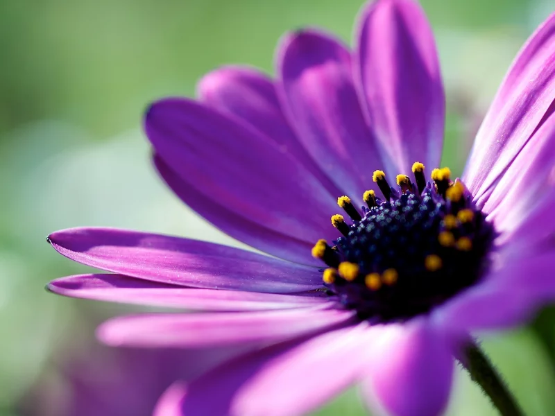 цветок, wallpapers, растение, обои, фон, макро, фото, лепестки