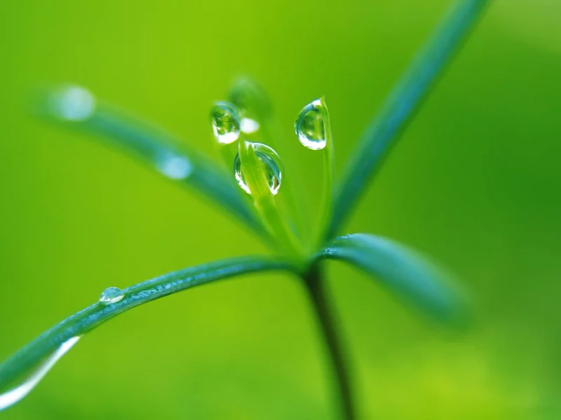green, росток, капли, растение, макро, зеленый