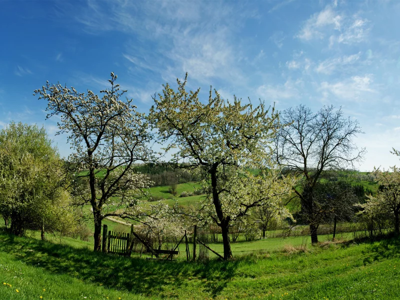 трава, весна, деревья