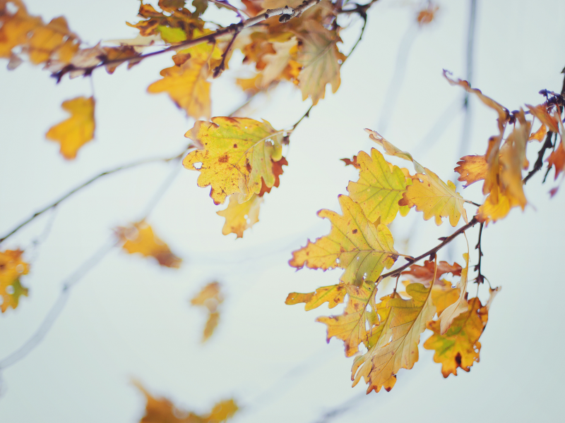макро, осень, дубовая, листва, ветки