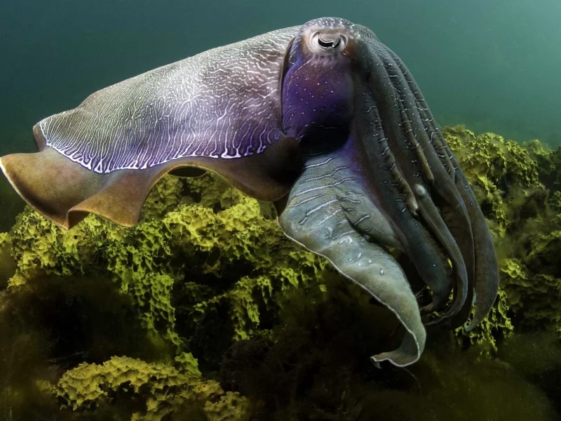 underwater, кальмар, мир, подводный
