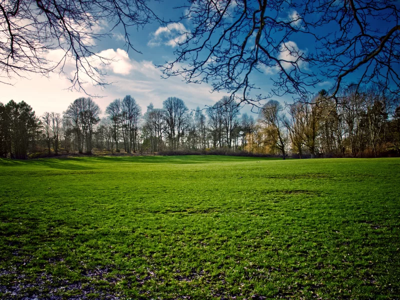 поле, весна, spring, природа, трава, небо, пейзаж, деревья, солнце, день