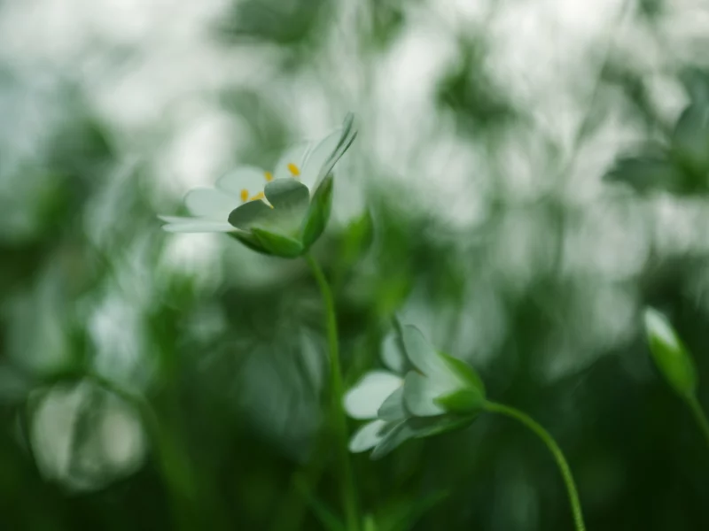 зеленый, трава, цвет, растения, green, природа, размытость, цветы, макро, фокус