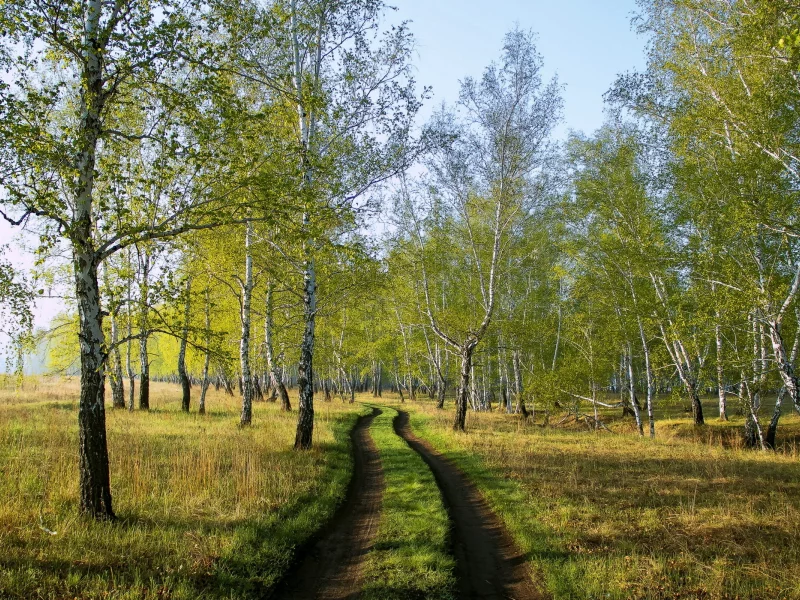 берёзы, лес, дорога