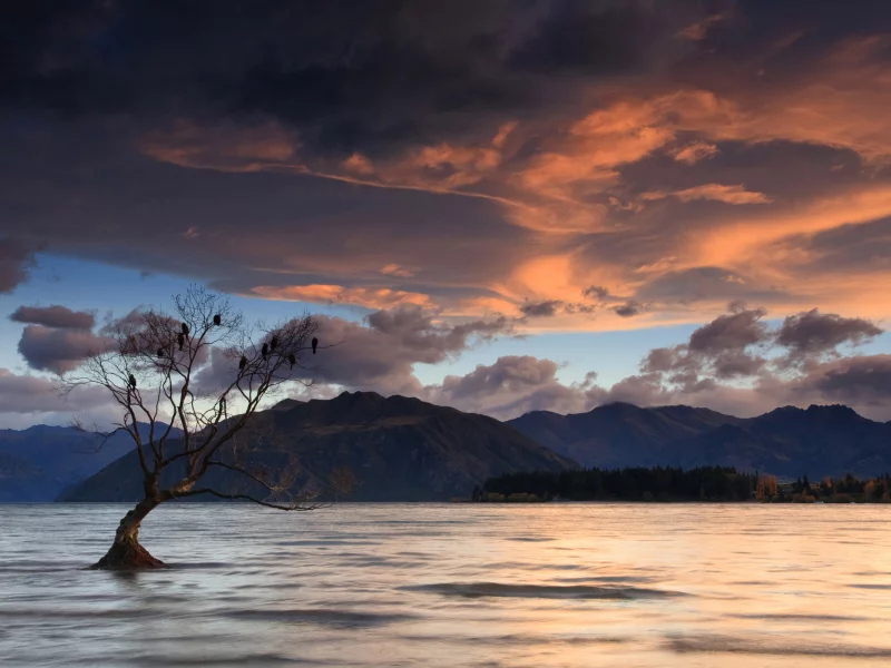 lake wanaka, new zealand, birds on a tree