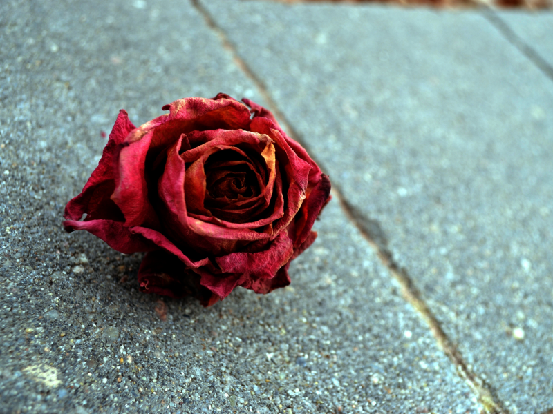 rose, макро, роза, красный цветок