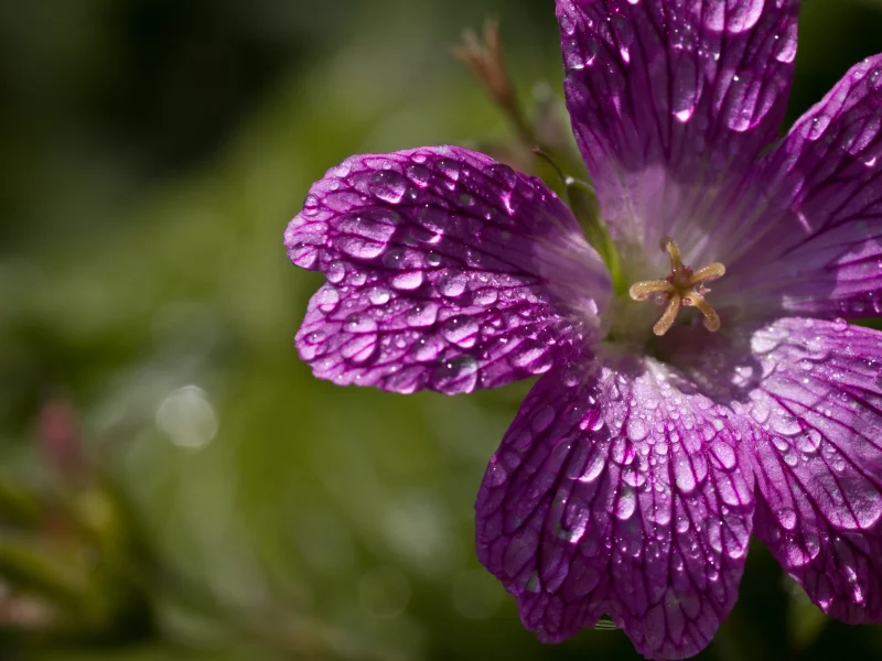 капли, петуния, petunia