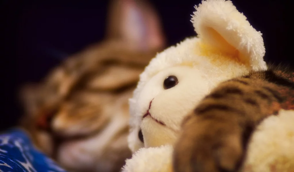 мягкая, кот, игрушка, овечка, спит