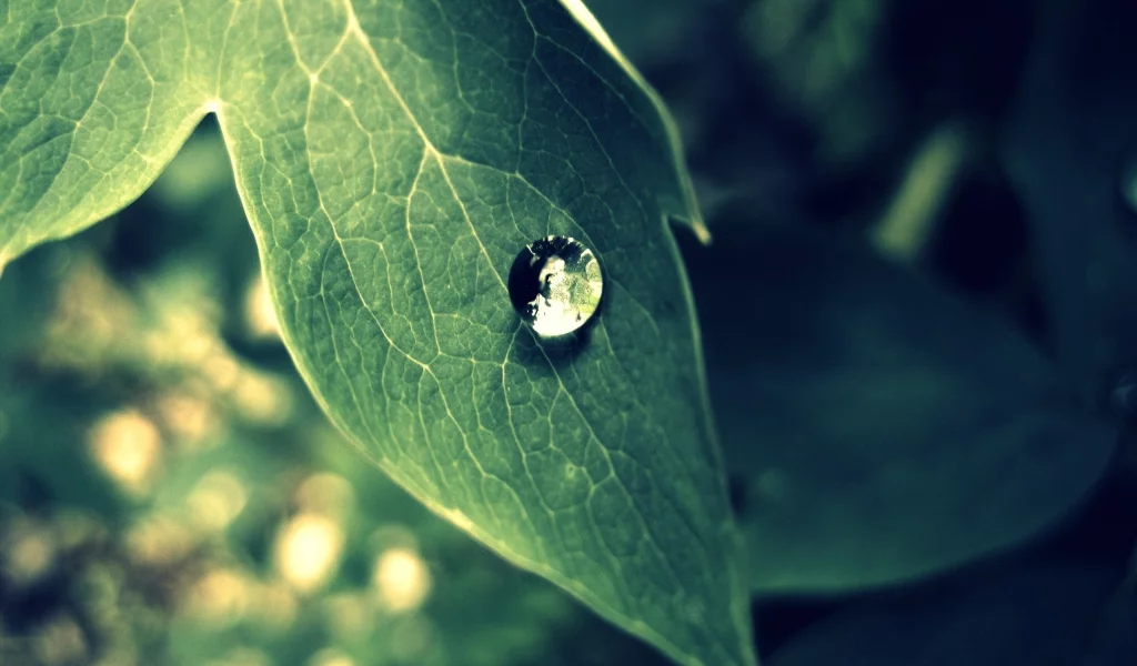 лист, капля, природа, зелень, макро, green