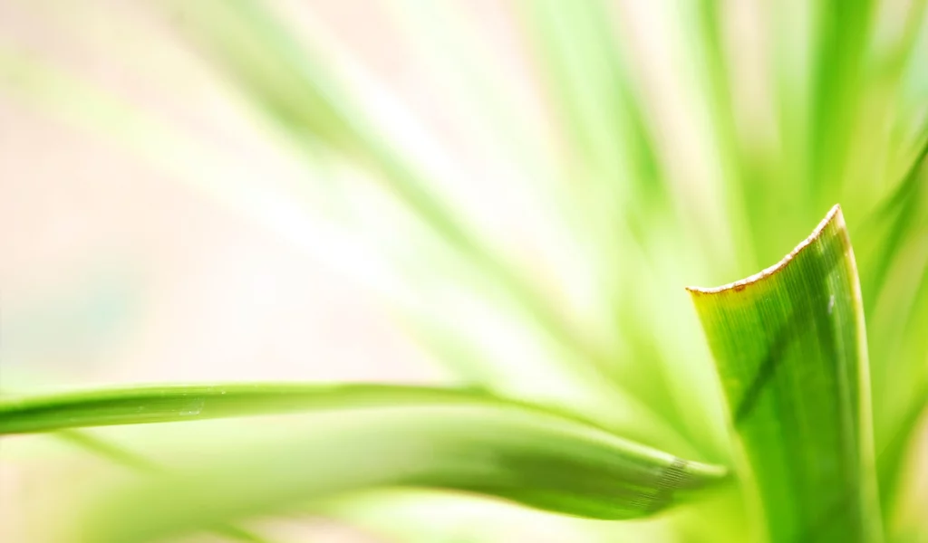 макро, растение, green, листья, размытость, зеленый, зелень