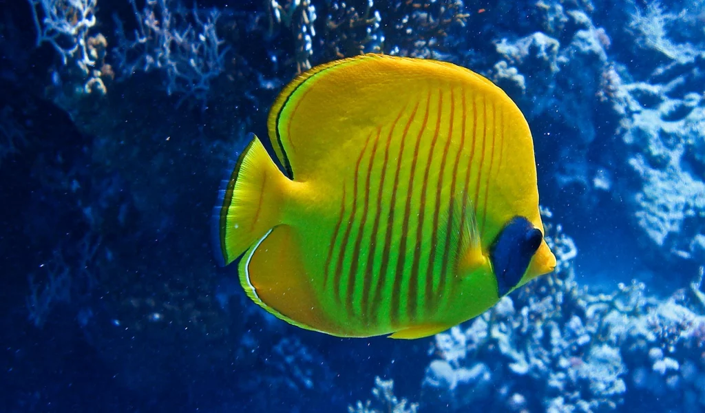 море, коралы, рыбка