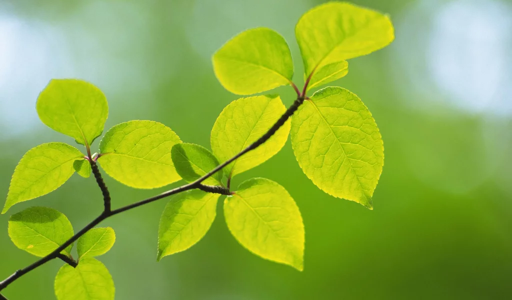 spring, макро, природа, зеленые, green, листья, ветка, зелень, цвет, весна