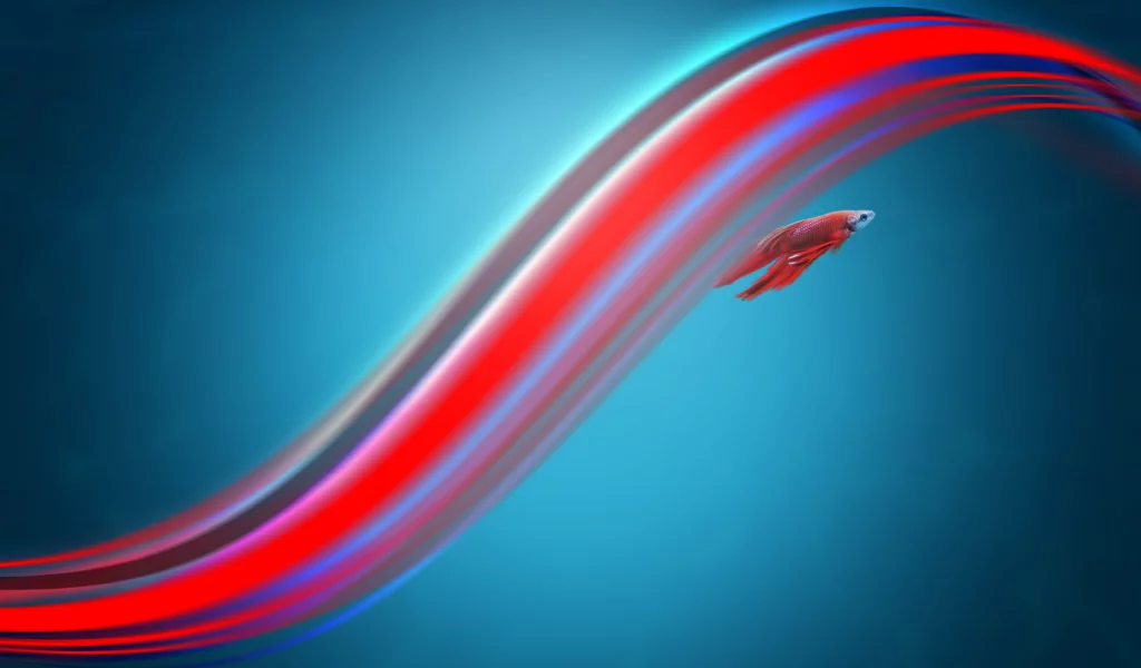 полоски, fightingfish, windows7, рыбка