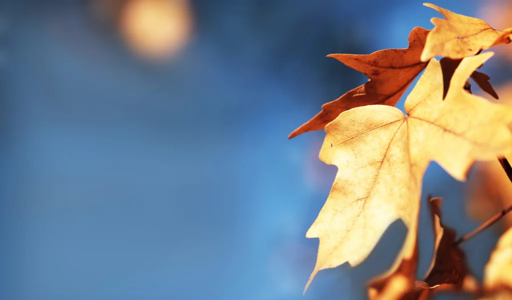 листья, осень, golden leaf