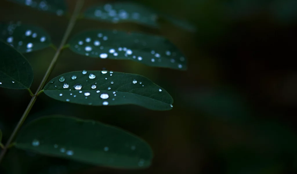 листья, растение, темнота, роса, green, вода, зелень, природа, капли, зеленый, макро