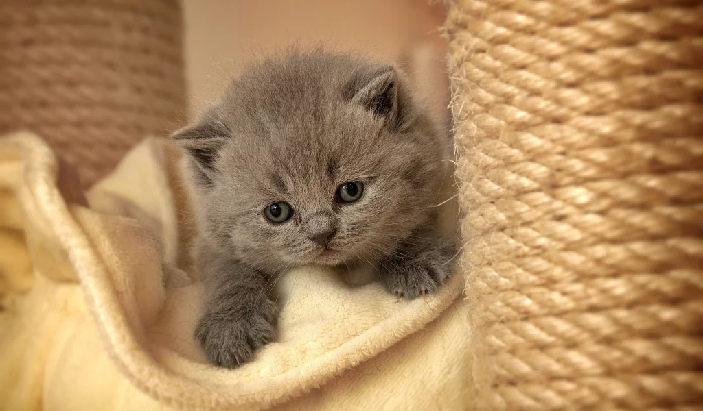 Кошки, котята