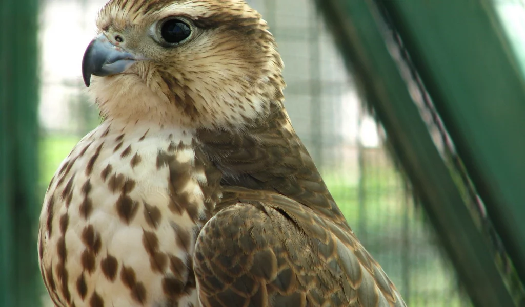 хищник, кречет, merlin, птица