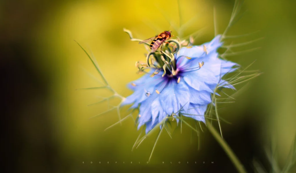 edgefieldblossom, цветок, пчела