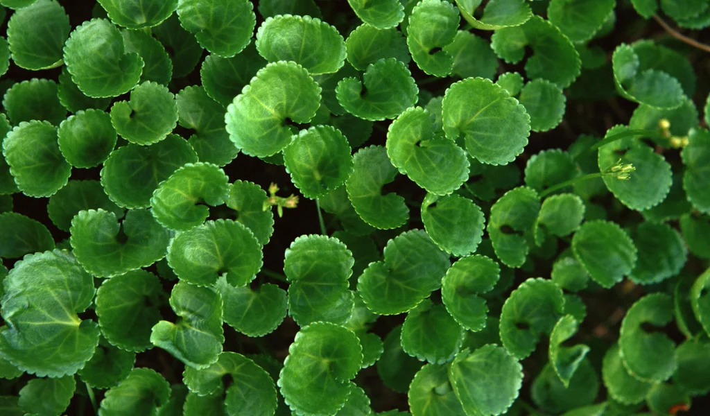 листья, fresh greenery, зелень