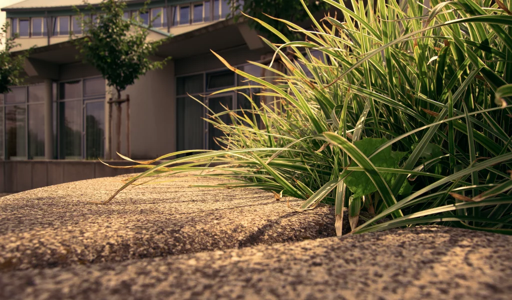 grass, трава, макро, деревья, trees, sidewalk, 2560x1600, дом, house, macro, тротуар, edge, бордюр