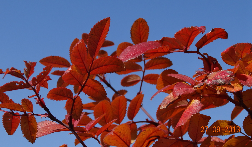 небо, голубое, красные, листья, осень