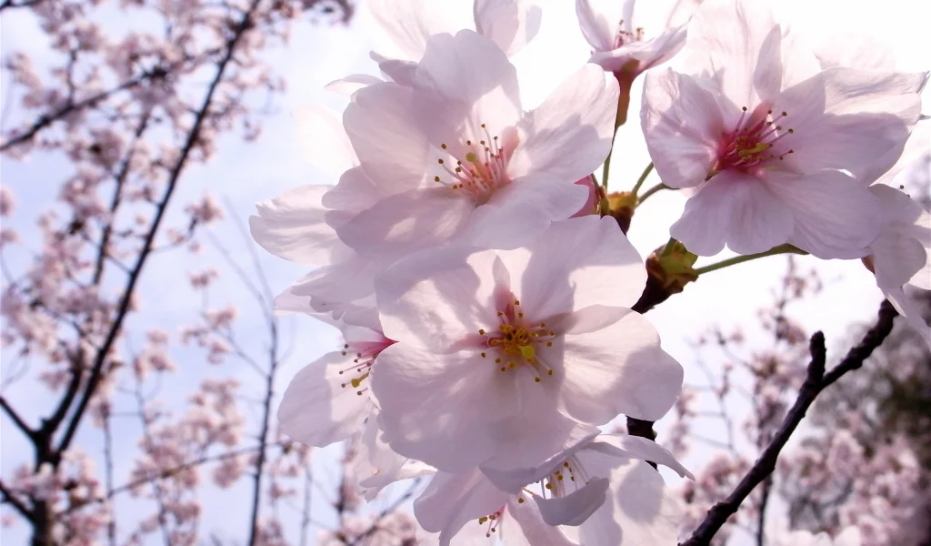 цветы, весна, ветка, sakura