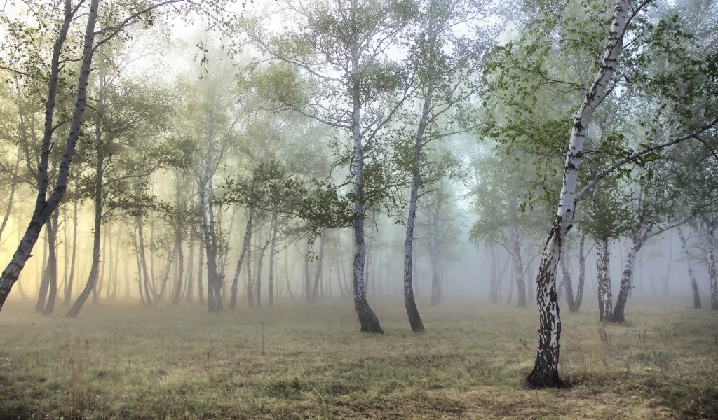 берёзы, лес, роща