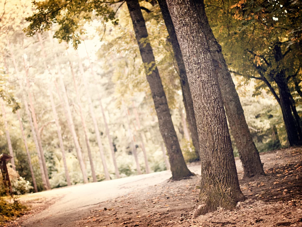 деревья, листья, природа, nature, landscape, greenery, листва, пейзаж, лес, leaves, зелень, свет, leaf, trees, light, 2560x1600, forest