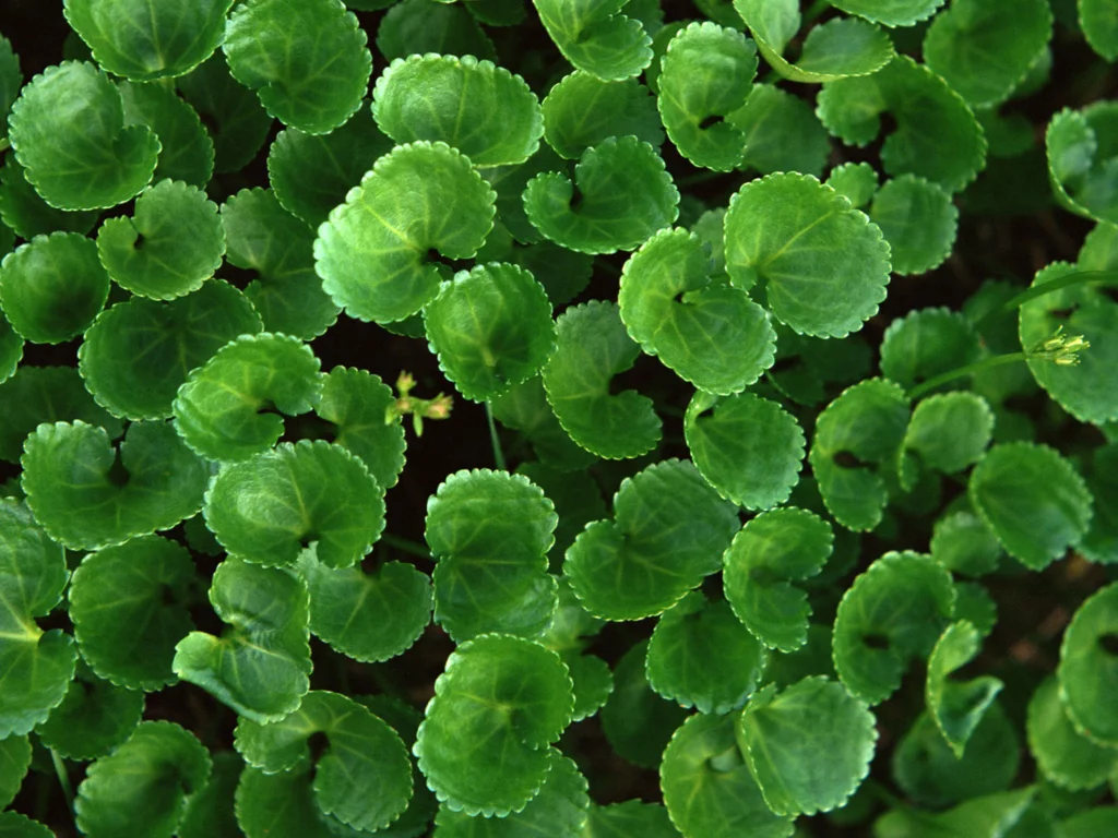 листья, fresh greenery, зелень