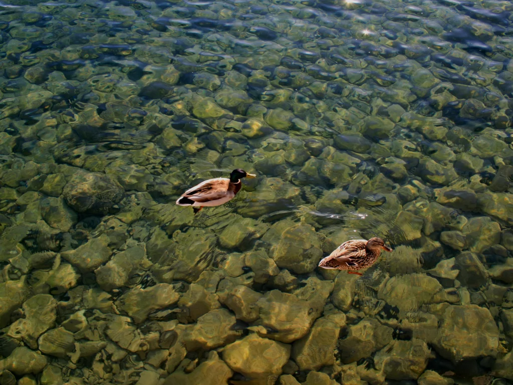 озеро, вода, утки, птицы