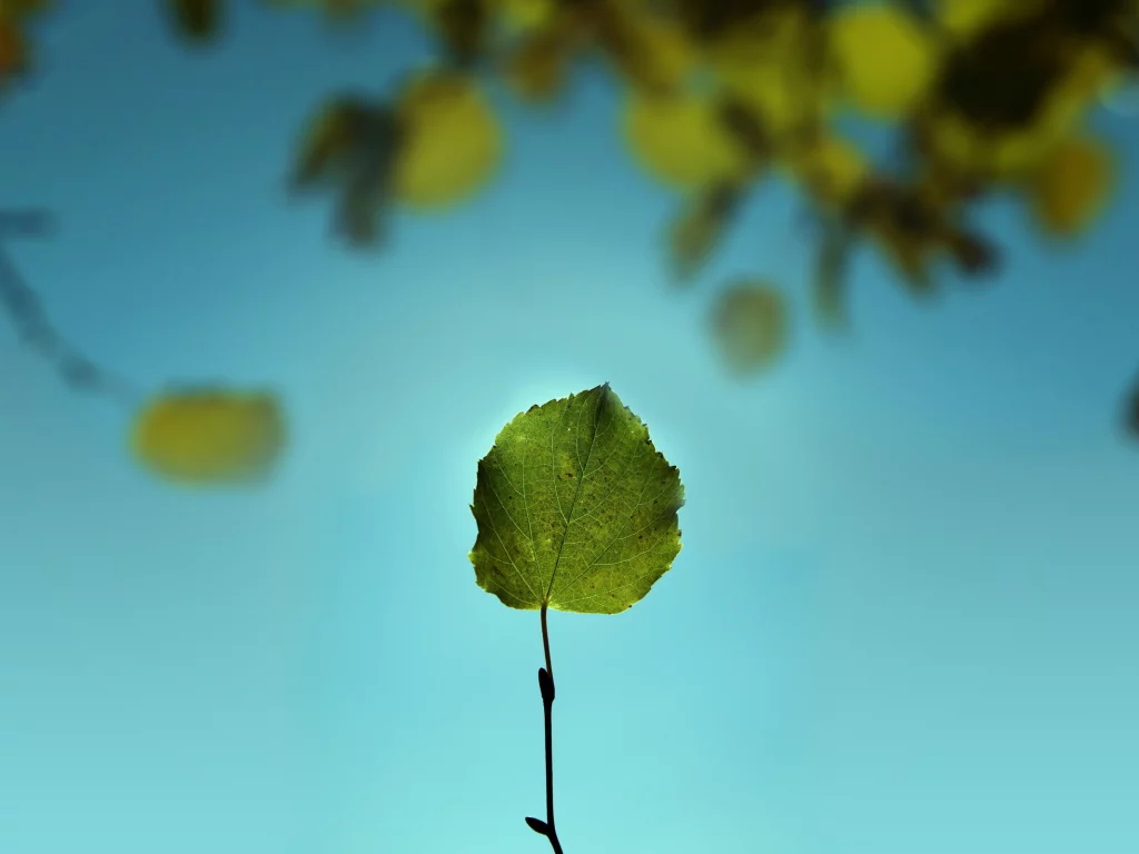 nature, ветка, листва, макро, лист, листок, зелень, природа, небо