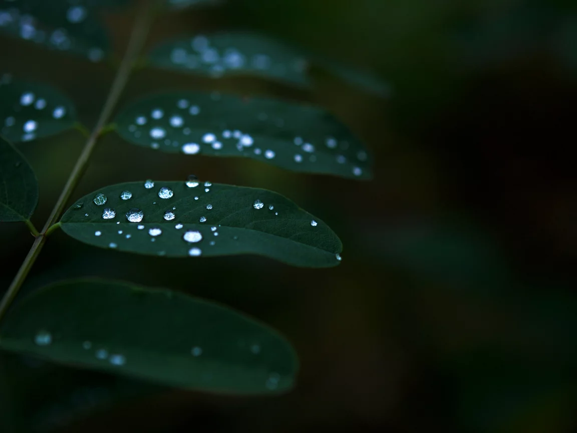 листья, растение, темнота, роса, green, вода, зелень, природа, капли, зеленый, макро