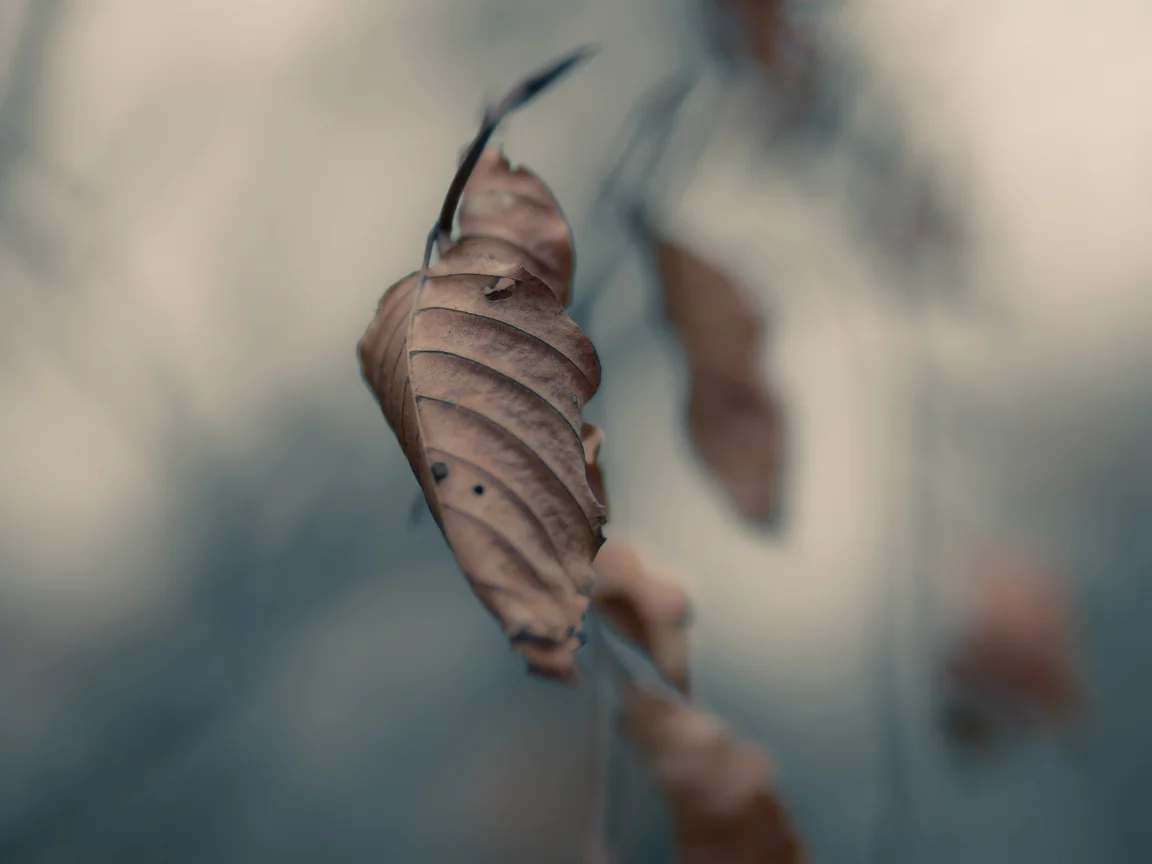 листья, макро, серость, autumn, осень, ветвь