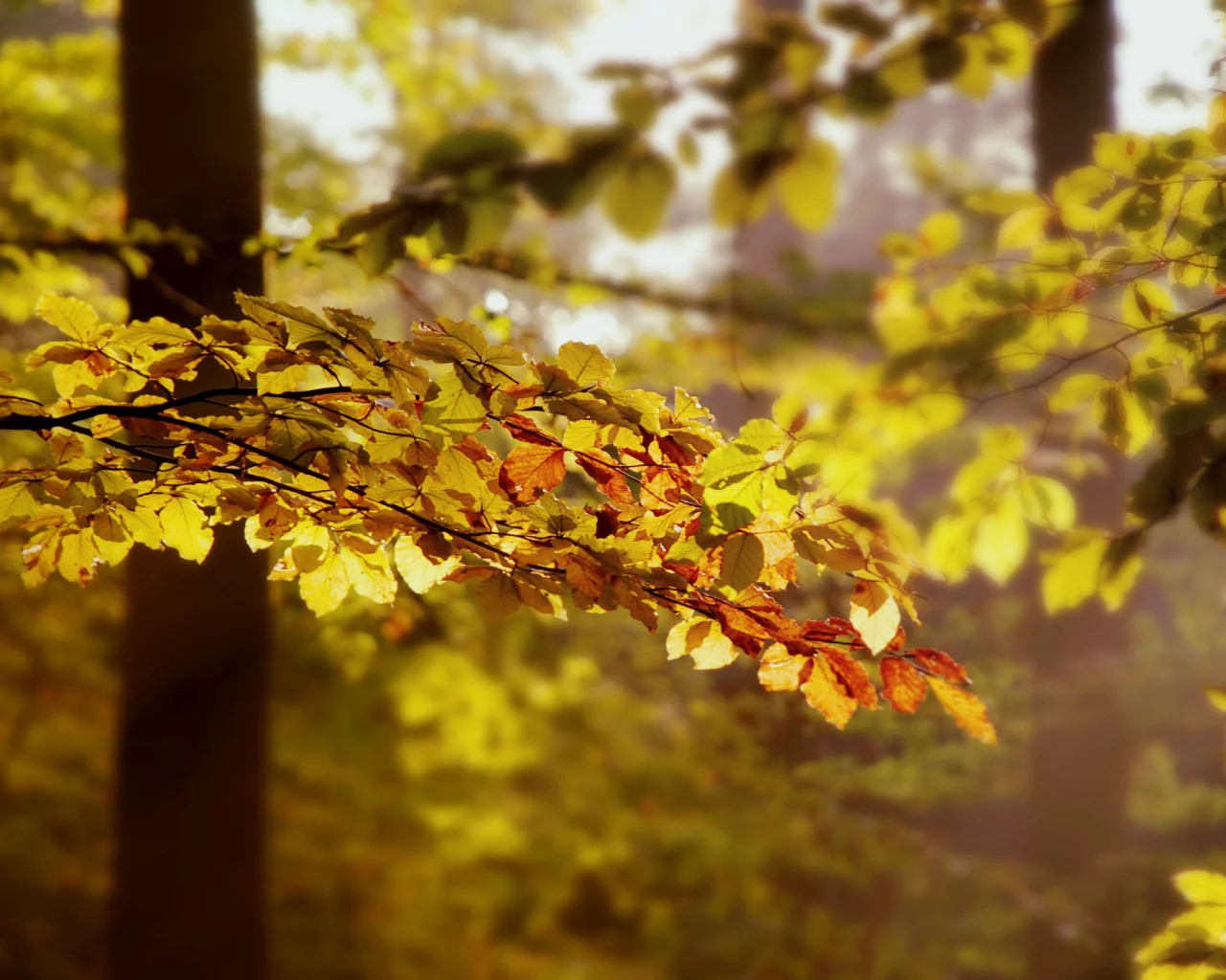 2560x1600, branches, trees, деревья, autumn, природа, nature, свет, leaves, лес, листья, ветки, light, forest, осень
