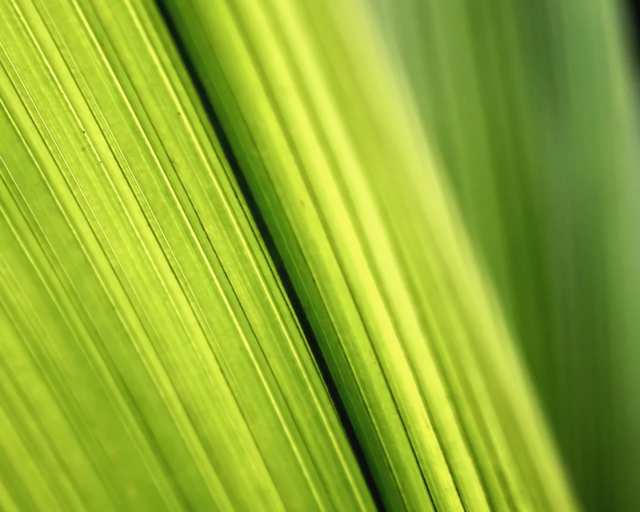 зелёный, green macro wallpapers, листки, фото, макро листья