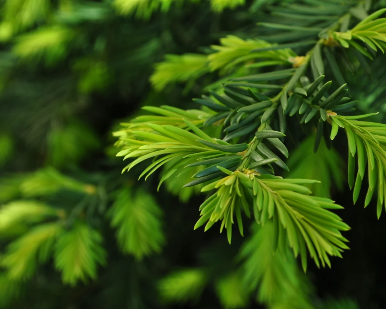 close up, ветка, green pine, природа