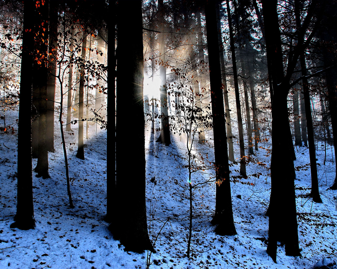 снег, свет, лучи, лес, дервья, листва, природа