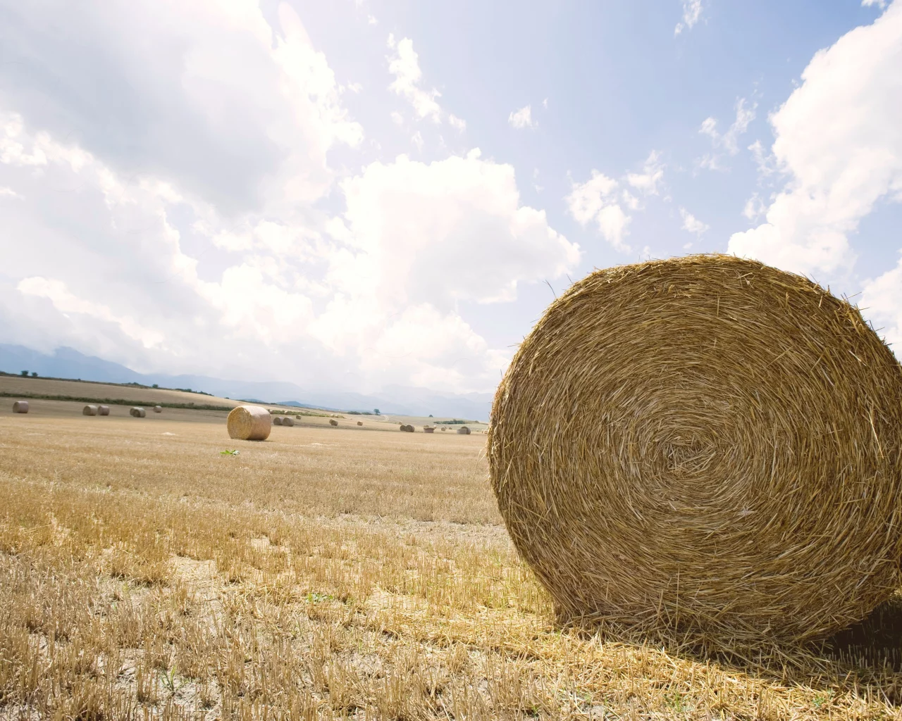 field, стог, пейзаж, сено, поле, горизонт, expanse