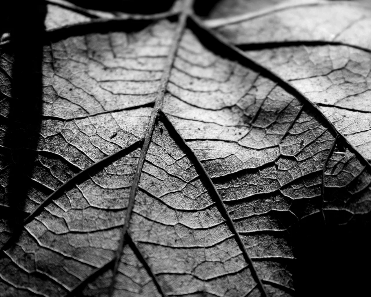 листик, обои, сухой, чб, макро, фото, wallpapers
