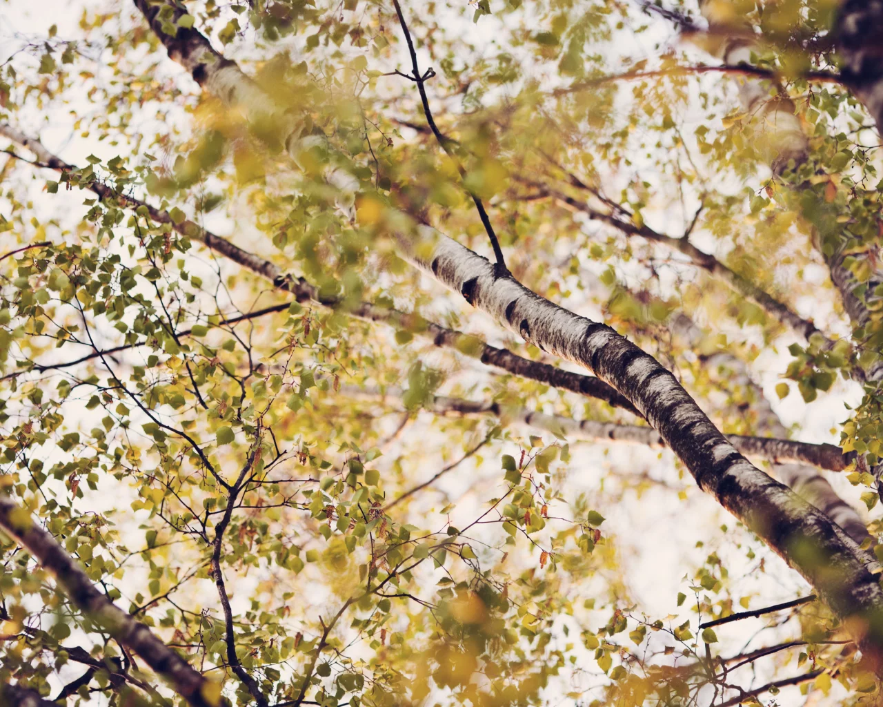 листва, ветки, лето, nature, природа, кроны, листья, деревья, березы