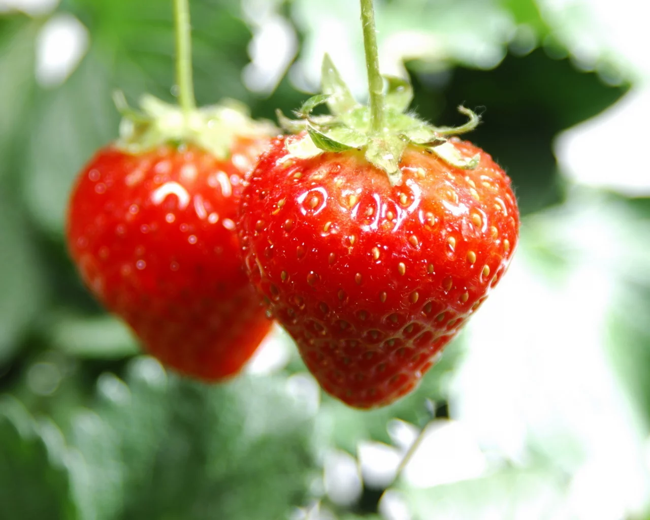 ягоды, 2560x1600, клубника, macro, vitamines, макро, фрукты, fruits, strawberry, витамины, berries