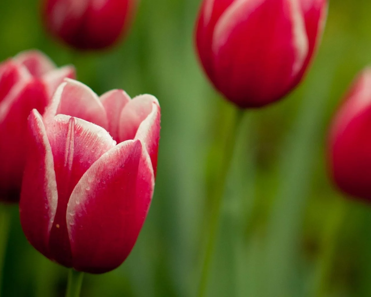 цветы, тюльпаны, flower, стебли, лепестки