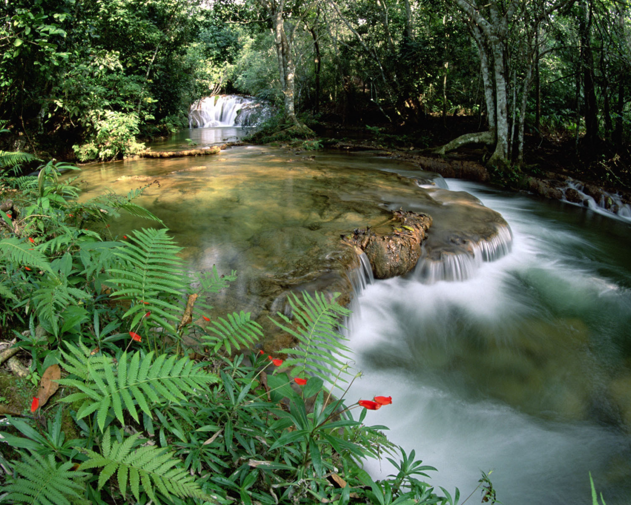 fonte de __guas e cascata, limestone springs and waterfalls, brasil, brazil, serra de bodoquena at mato grosso, serra de bodoquena no mato grosso