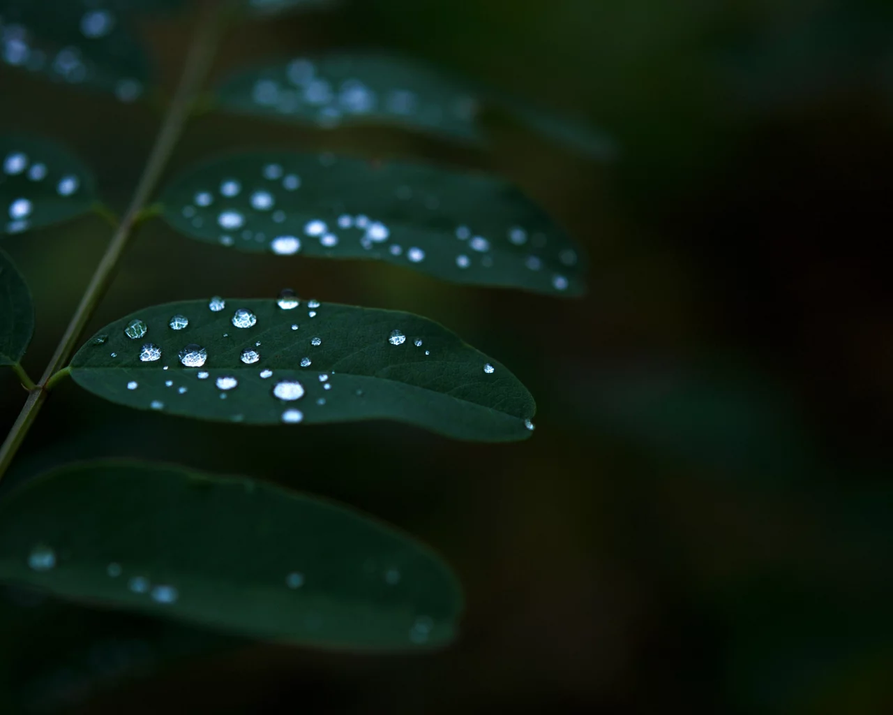 листья, растение, темнота, роса, green, вода, зелень, природа, капли, зеленый, макро