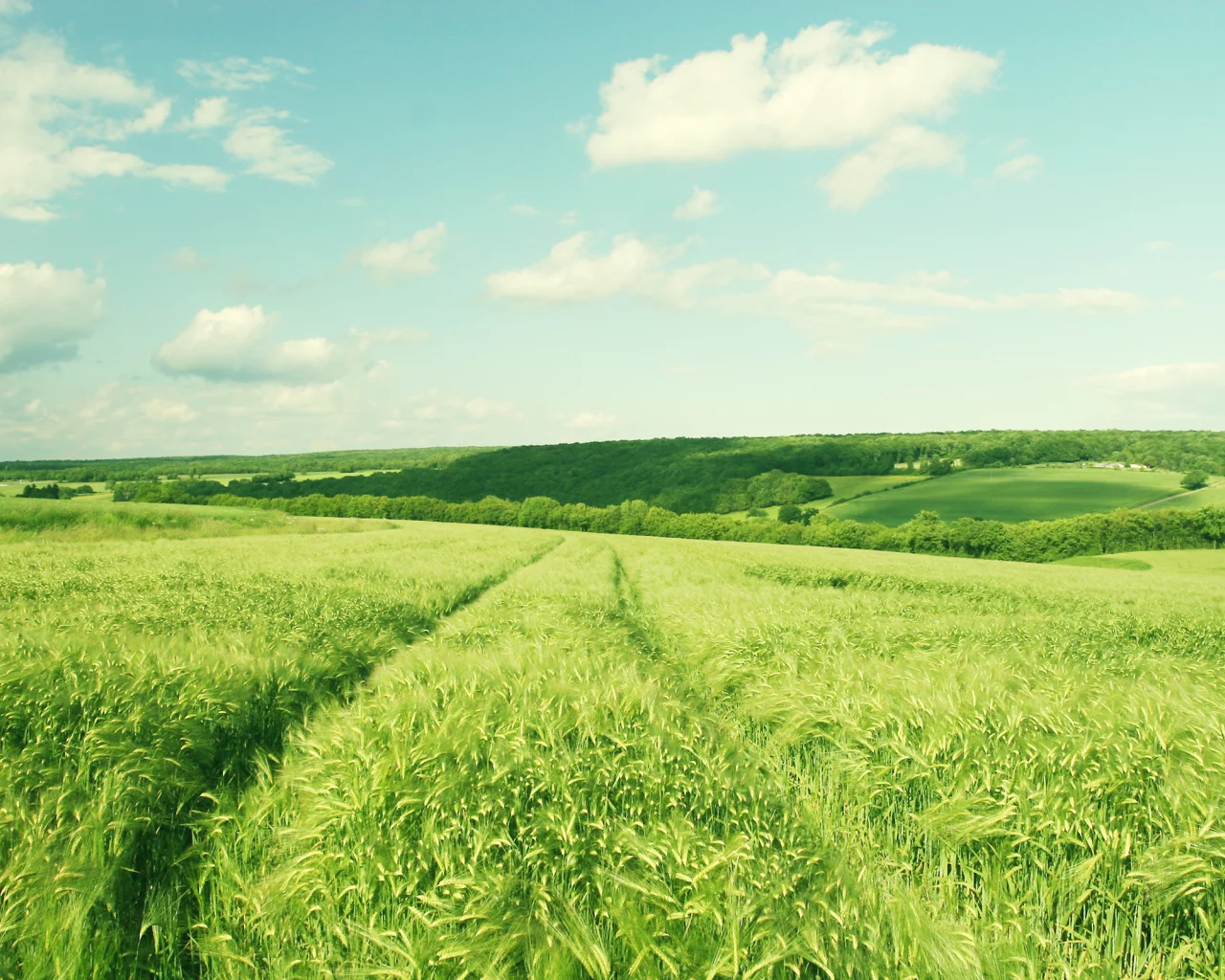 hill, sky, поле, деревья, пейзаж, landscape, clouds, небо, облака, зелень, nature, природа, 2560x1600, trees, greenery