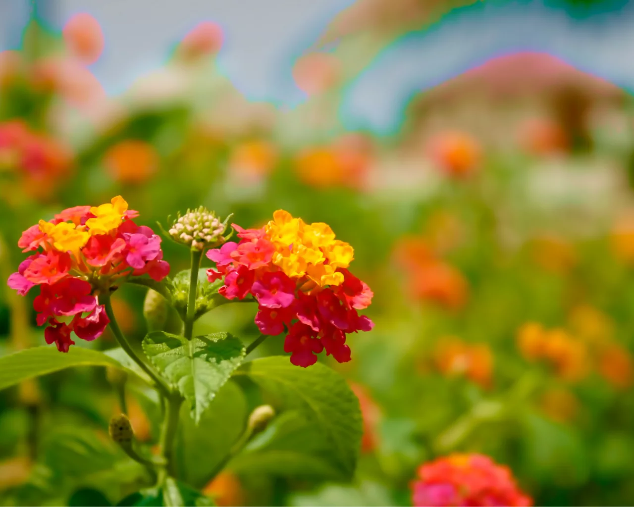 bloom, яркие, цветение